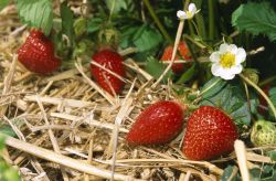 Как повысить урожайность клубники3