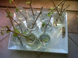 Мед стимулятор жизни саженцев, а корица для предотвращения грибной инфекции2