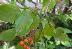 Коккомикоз косточковых культур1