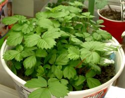 Как повысить урожайность клубники1