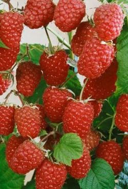 Особенности весенней посадки малины