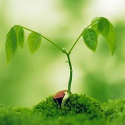 Почему погибают саженцы. Восемь ошибок садовода