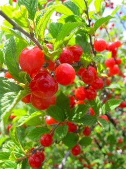 Как сформировать высокоурожайную кустовидную вишню