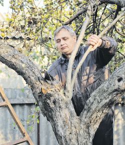 Как заставить плодоносить яблоню