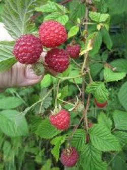 Как вырастить малину1