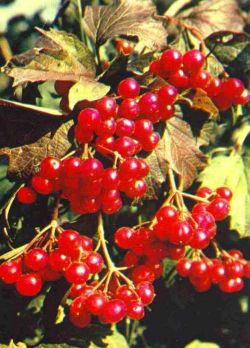 Обрезка калины1