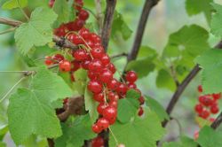 Август в ягоднике