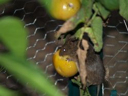 Борьба с мышевидными грызунами в осеннее время1