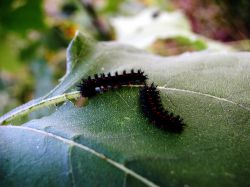 Борьба с вредителями и болезнями в июле1