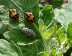 Борьба с вредителями и болезнями в июне2