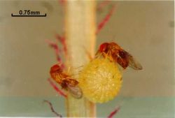 Борьба с вредителями и болезнями в июне