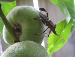 Борьба с вредителями и болезнями весной