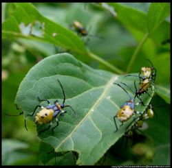 Борьба с вредителями и возбудителями болезней в течение осени