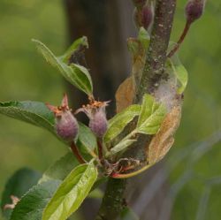 Фосфолан для борьбы с вредителями