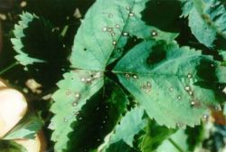 Июль на земл пл1