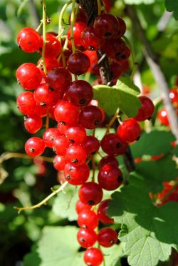 Июль в ягоднике1