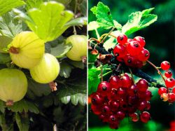 Июль в ягоднике