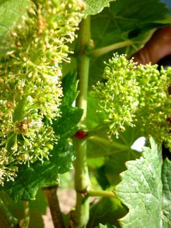 Июнь в винограднике1