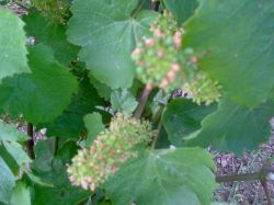 Июнь в винограднике