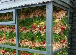 Клубника под пленкой4