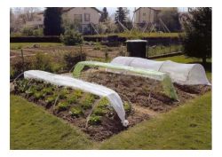 Клубника под пленкой