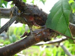 Лечение ран на деревьях в сентябре