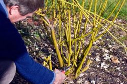 Март в саду и огороде1