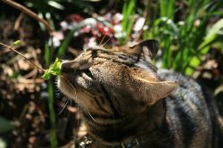 Март в саду и огороде