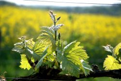 Май в винограднике1