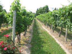 Май в винограднике2