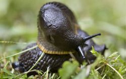 Подкормка деревьев и борьба с вредителями в августе1