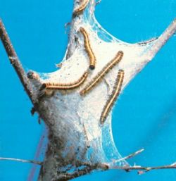 Подкормка деревьев и борьба с вредителями в августе