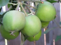 Полив деревьев1