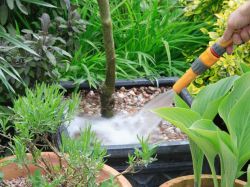 Полив деревьев