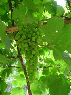 Работа на винограднике в июле2