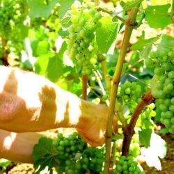 Работа на винограднике в июле