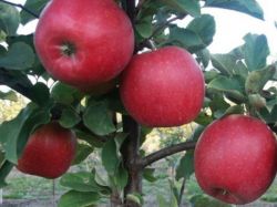 Работы в саду в августе2