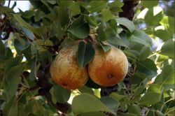 Работы в саду в августе4