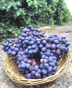 Работы в саду в августе6