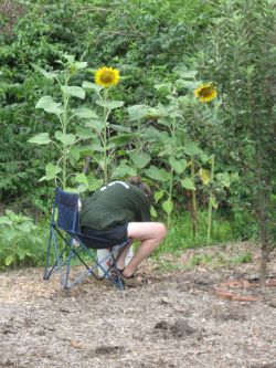 Работы в саду в июле1