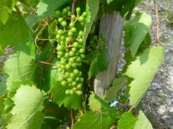 Работы в саду в июле4