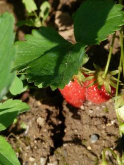 Работы в саду в июне3