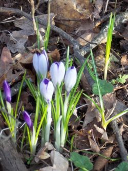 Работы в саду в марте