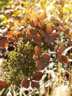 Работы в саду в октябре