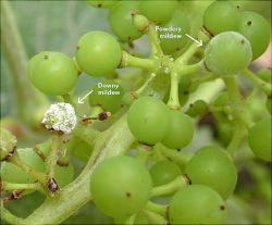 Серая гниль