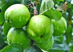 Собираем зимние яблоки