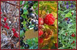 Ухаживаем за ягодными растениями в сентябре2