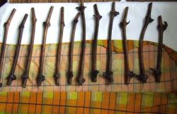 Проращиваем черенки винограда