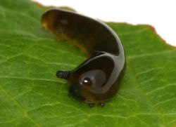 Защита черешни от вредителей и болезней