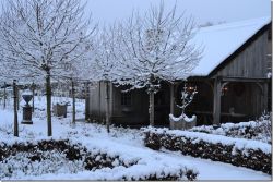 Февраль в саду